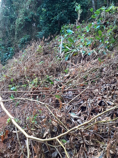 Policiais da 4ª UPAm identificam supressão de vegetação dentro de área de preservação permanente em Mangaratiba, RJ